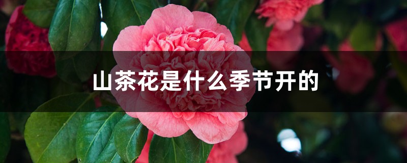 山茶花是什么季节开的,山茶花是哪个市市花 山茶花是什么季节开的,山茶花是哪个市市花