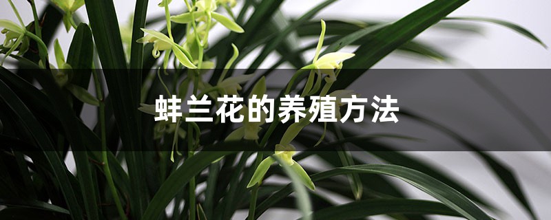 蚌兰花的养殖方法和注意事项 蚌兰花的养殖方法和注意事项