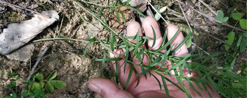百蕊草的养殖方法和注意事项 百蕊草的养殖方法和注意事项