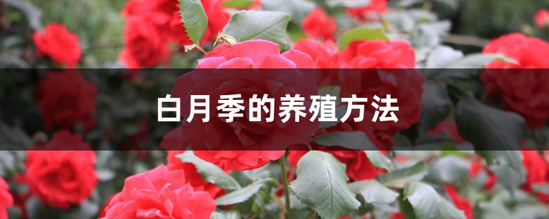 白月季的养殖方法和注意事项 白月季的养殖方法和注意事项