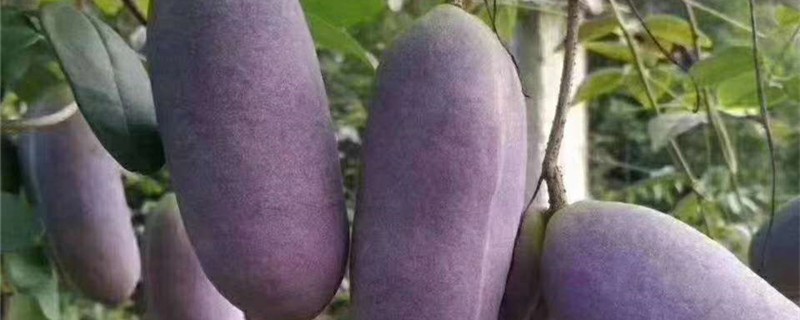 八月瓜的养殖方法和注意事项 八月瓜的养殖方法和注意事项