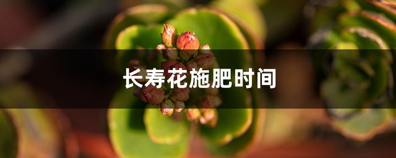 长寿花施肥时间,施肥后叶软发黄怎么办 长寿花施肥时间,施肥后叶软发黄怎么办
