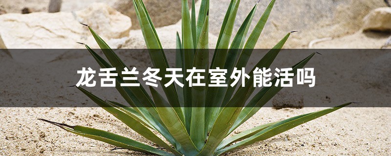 龙舌兰冬天在室外能活吗,龙舌兰冬天怎么养 龙舌兰冬天在室外能活吗,龙舌兰冬天怎么养