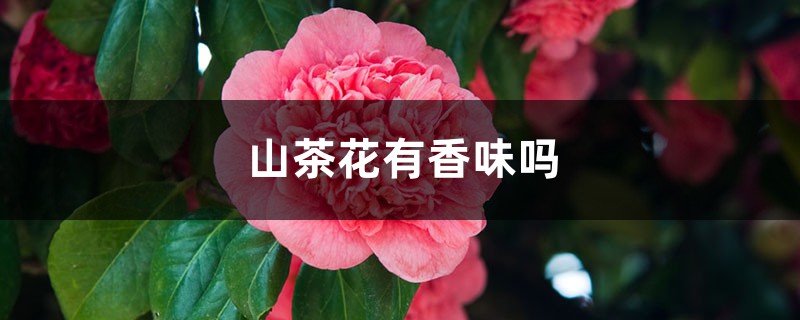 山茶花有香味吗，山茶花有什么特点