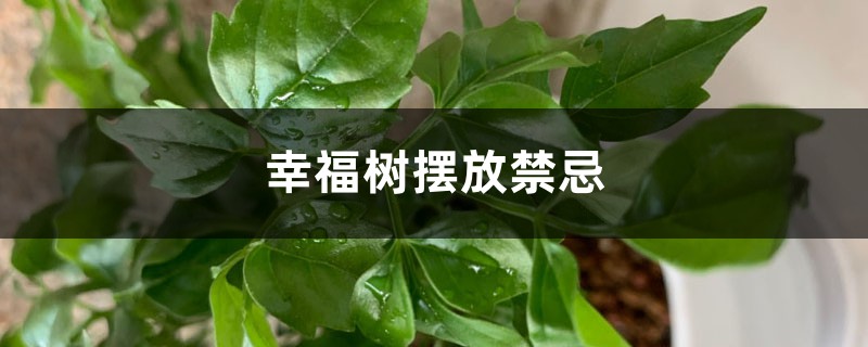 幸福树能摆在家里吗,摆放禁忌介绍 幸福树能摆在家里吗,摆放禁忌介绍