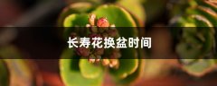 长寿花换盆时间，换盆后叶子发软怎么办