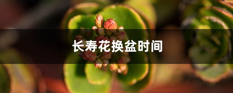 长寿花换盆时间，换盆后叶子发软怎么办