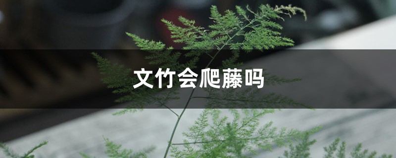 文竹会爬藤吗,会越长越多吗 文竹会爬藤吗,会越长越多吗