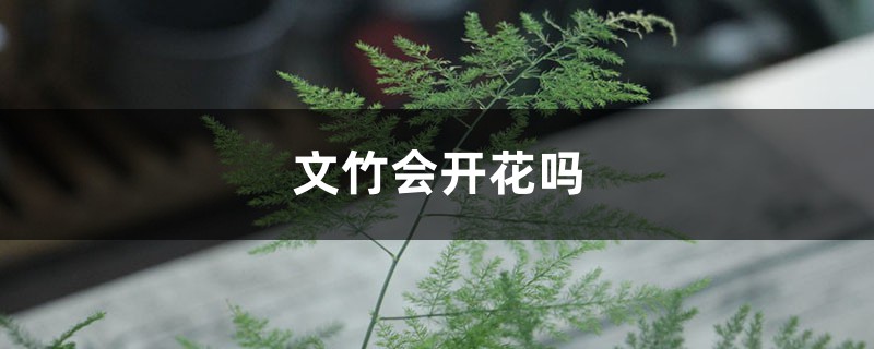 文竹会开花吗，会结果吗