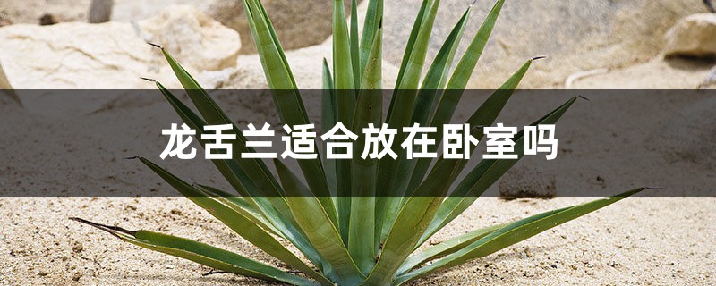 龙舌兰适合放在卧室吗,龙舌兰有没有毒 龙舌兰适合放在卧室吗,龙舌兰有没有毒