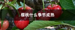 樱桃什么季节成熟，樱桃图片