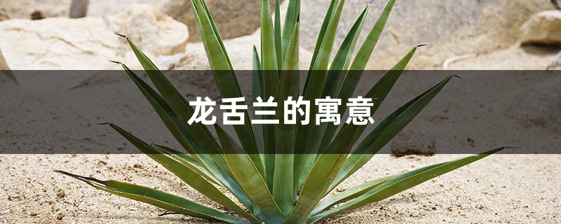 龙舌兰的寓意,龙舌兰的花语 龙舌兰的寓意,龙舌兰的花语