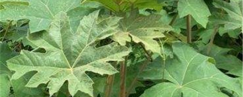 通脱木的养殖方法和注意事项 通脱木的养殖方法和注意事项