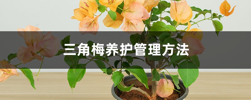 三角梅养护管理方法,开花几天就掉为什么 三角梅养护管理方法,开花几天就掉为什么