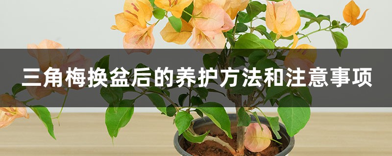三角梅换盆后的养护方法和注意事项,换盆后掉叶子怎么办 三角梅换盆后的养护方法和注意事项,换盆后掉叶子怎么办