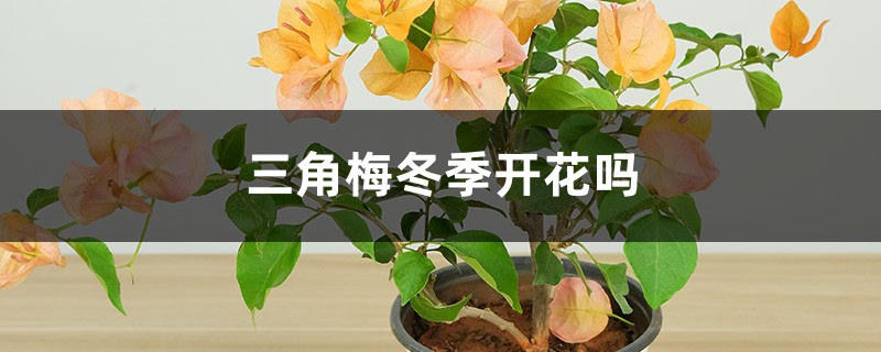 三角梅冬季开花吗,开花后怎样管理 三角梅冬季开花吗,开花后怎样管理