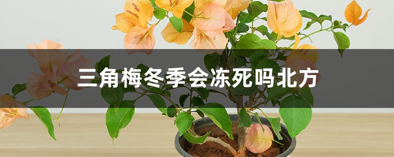 三角梅冬季会冻死吗北方,冬季养护方法 三角梅冬季会冻死吗北方,冬季养护方法