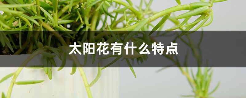 太阳花有什么特点,太阳花有什么颜色 太阳花有什么特点,太阳花有什么颜色