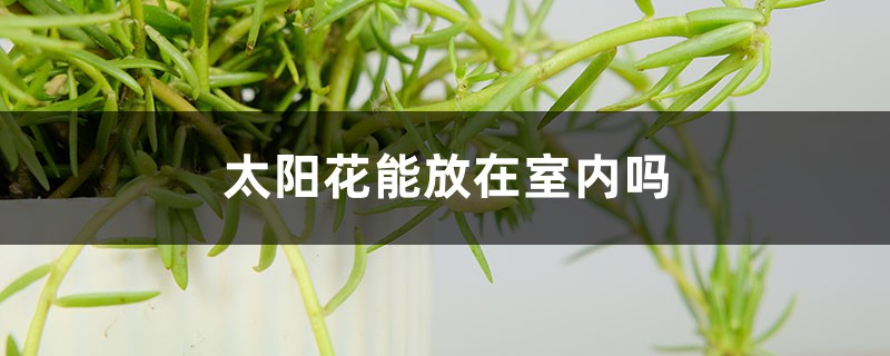 太阳花能放在室内吗，室内养能开花吗