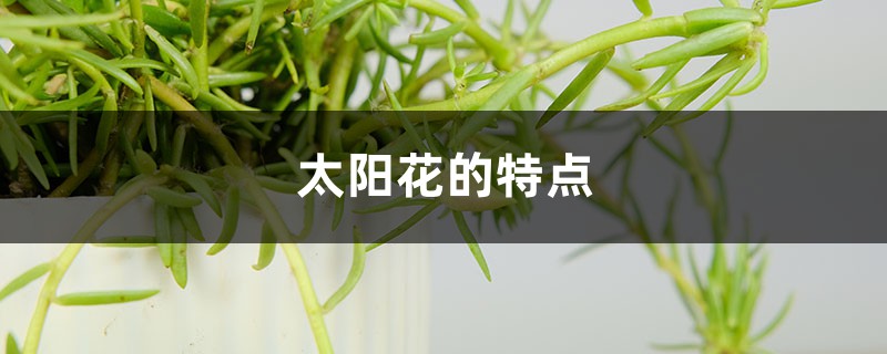 太阳花的特点，太阳花是什么时候开放的