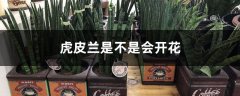 虎皮兰是不是会开花，怎么促使开花