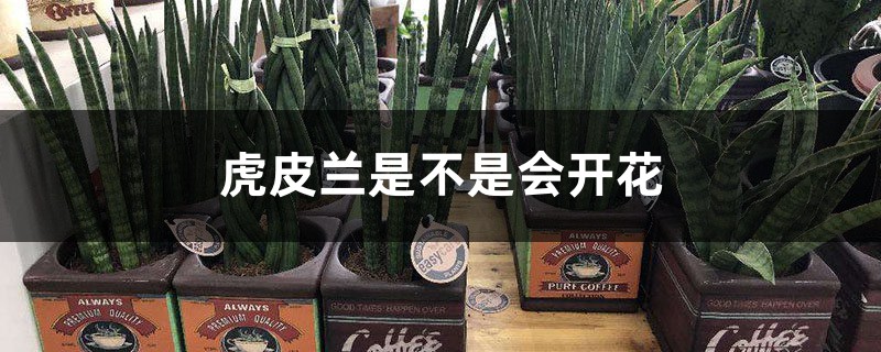 虎皮兰是不是会开花,怎么促使开花 虎皮兰是不是会开花,怎么促使开花