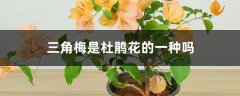 三角梅是杜鹃花的一种吗，是什么植物