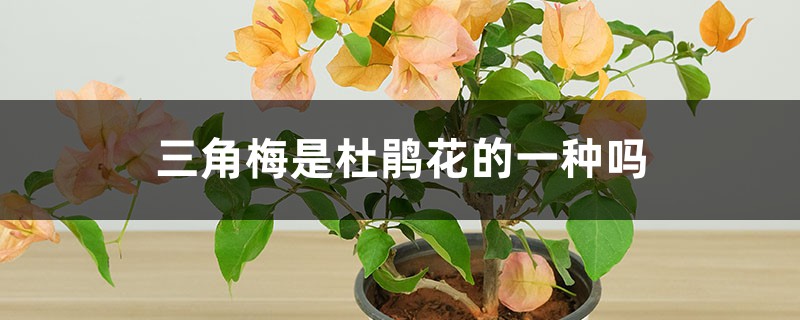 三角梅是杜鹃花的一种吗，是什么植物