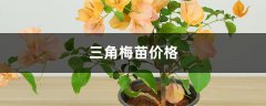 三角梅苗价格，是哪个城市的市花