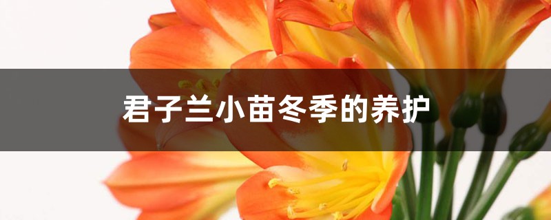君子兰小苗冬季的养护,可以用磷酸二氢钾吗 君子兰小苗冬季的养护,可以用磷酸二氢钾吗