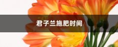 君子兰施肥时间，施什么肥最好