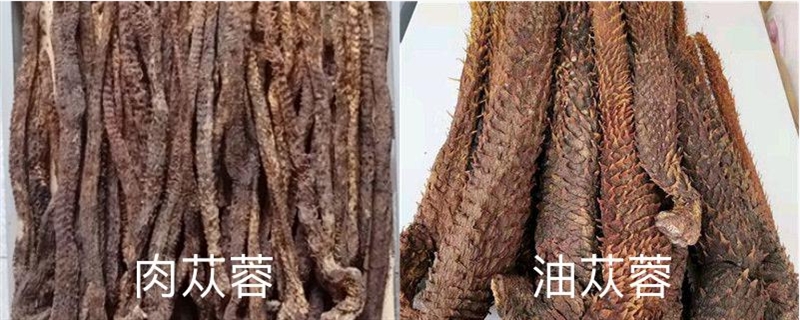油苁蓉和肉苁蓉的区别,肉苁蓉的图片 油苁蓉和肉苁蓉的区别,肉苁蓉的图片