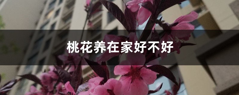 桃花养在家好不好,盆栽桃花怎么养 桃花养在家好不好,盆栽桃花怎么养