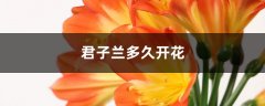 君子兰多久开花，什么时候开花