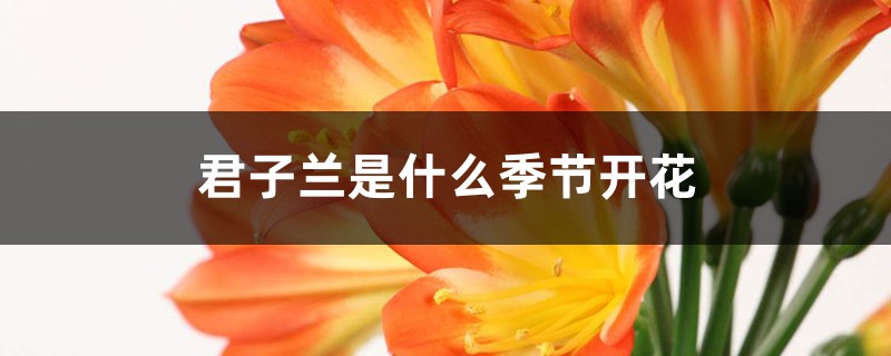 君子兰是什么季节开花，不开花是什么原因