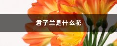 君子兰是什么花，是室内花还是室外花