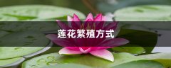 莲花繁殖方式，莲花能自己在家繁殖吗