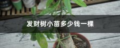 发财树小苗多少钱一棵，怎么种植方法