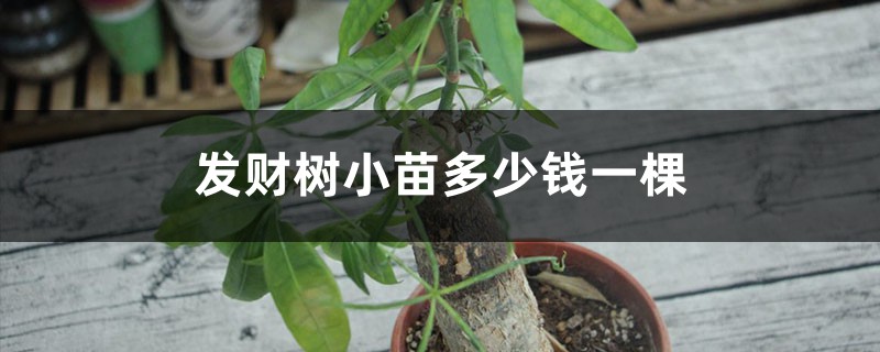 发财树小苗多少钱一棵,怎么种植方法 发财树小苗多少钱一棵,怎么种植方法