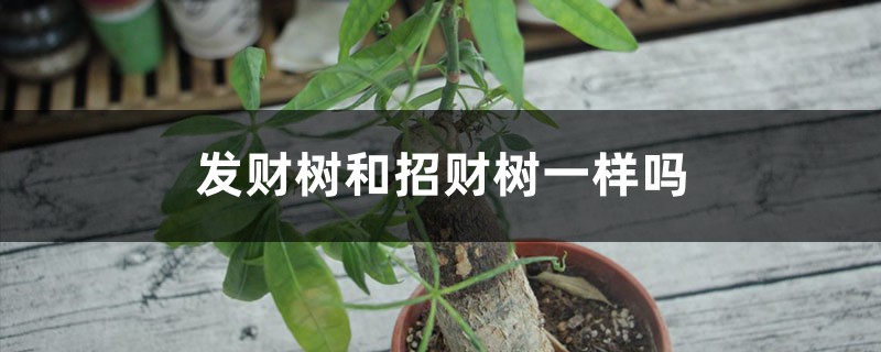 发财树和招财树一样吗,有什么区别 发财树和招财树一样吗,有什么区别