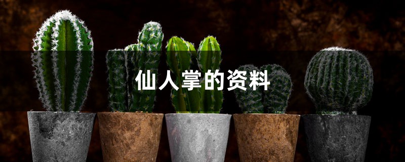 仙人掌的资料,仙人掌图片 仙人掌的资料,仙人掌图片