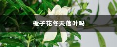 栀子花冬天落叶吗，栀子花图片