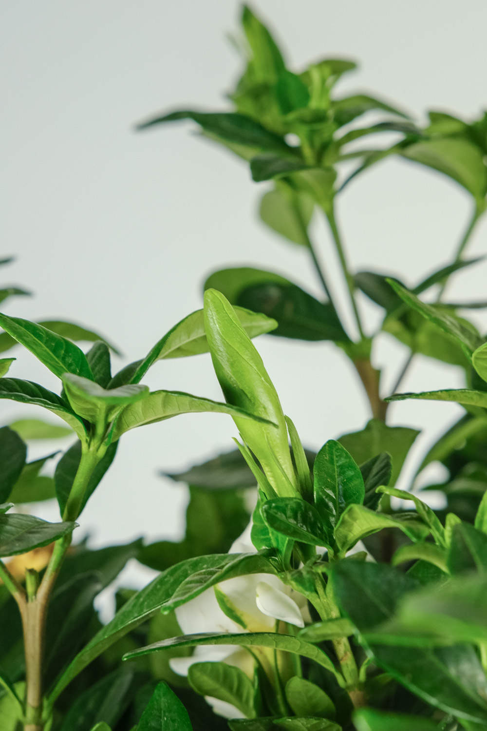 栀子花 栀子花