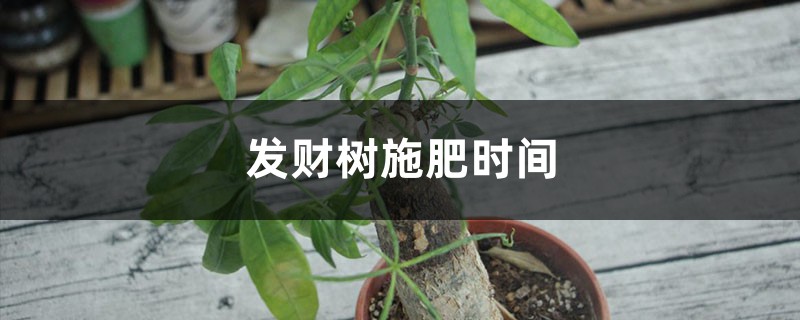 发财树施肥时间,施肥过多怎么办 发财树施肥时间,施肥过多怎么办