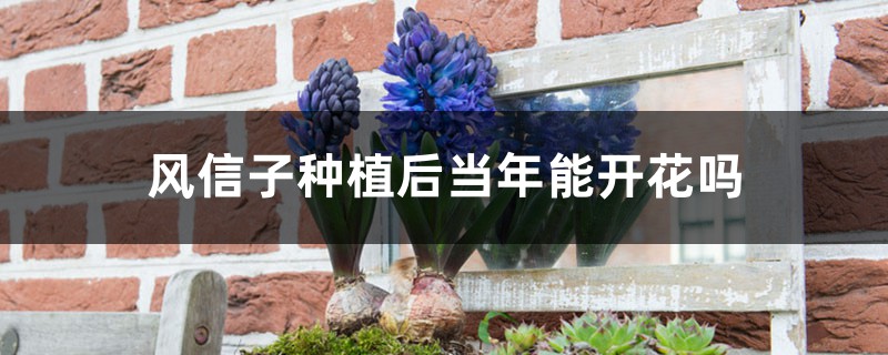 风信子种植后当年能开花吗,风信子开花后还能活吗 风信子种植后当年能开花吗,风信子开花后还能活吗