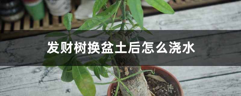 发财树换盆土后怎么浇水,浇水多了怎么救 发财树换盆土后怎么浇水,浇水多了怎么救