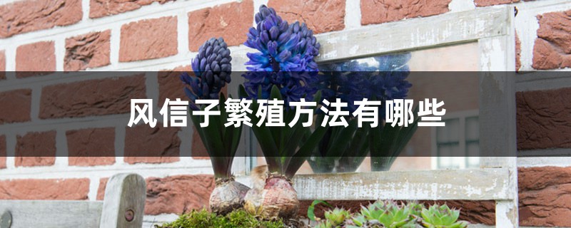 风信子繁殖方法有哪些,风信子好繁殖吗 风信子繁殖方法有哪些,风信子好繁殖吗