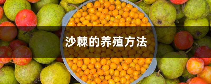 沙棘的养殖方法,沙棘怎么养 沙棘的养殖方法,沙棘怎么养
