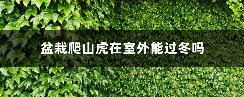 盆栽爬山虎在室外能过冬吗,冬季要不要剪枝 盆栽爬山虎在室外能过冬吗,冬季要不要剪枝