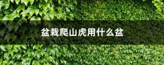 盆栽爬山虎用什么盆，放在盆里会爬么